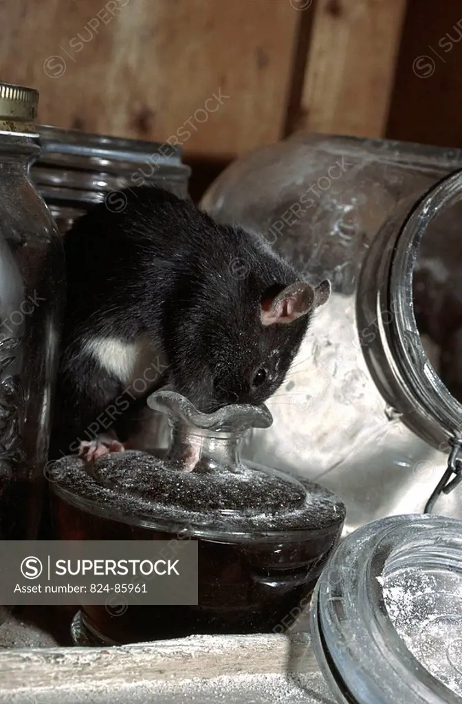 Brown rat Brown rat Rattus norvegicus This rodent has learnt to use its intelligence facing complex situation. The level of the liquid is too low to r...