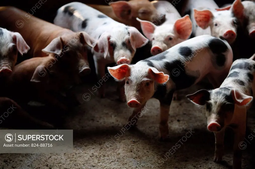 Pig farming financed by a loan from TPC microfinance.