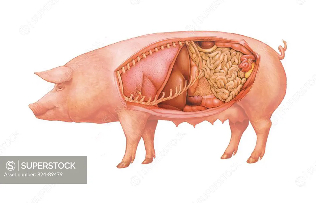 Domestic pig Anatomy of a sow. From left to right : the lungs, the digestive system with the colon on the top right, preceded by the kidneys ovale sha...