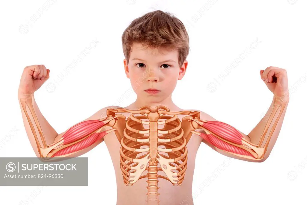 6_year_old boy : rib cage and arms with biceps and brachial triceps.