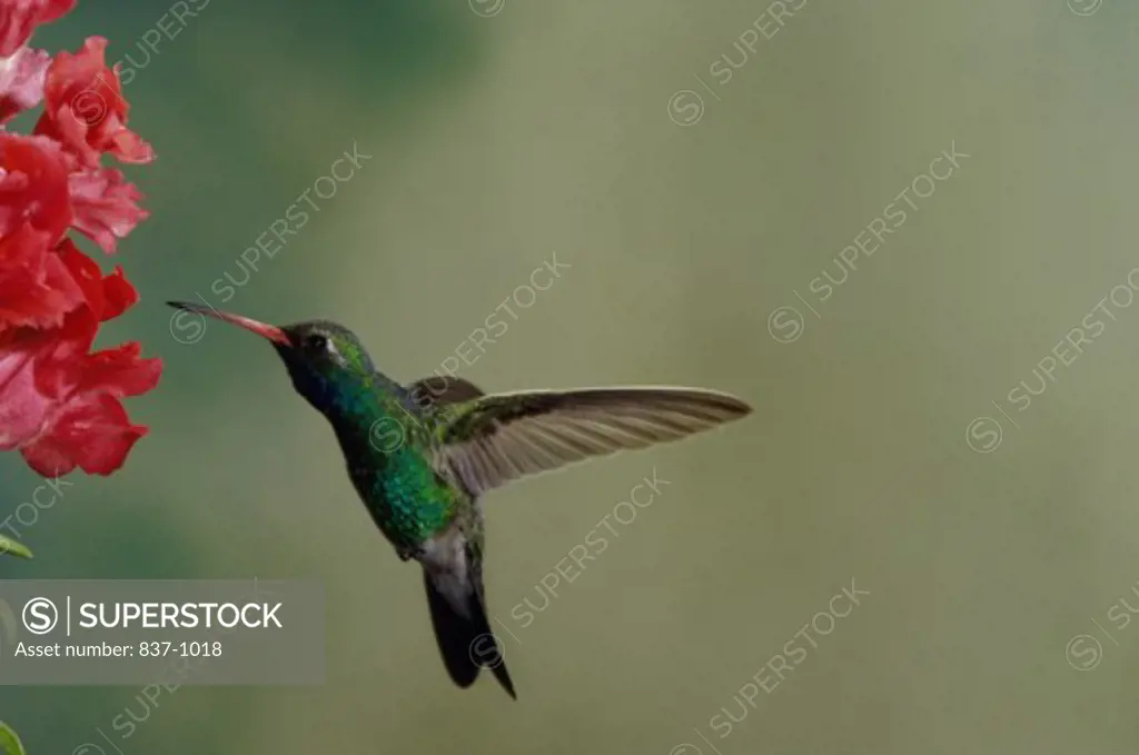 Broadbilled Hummingbird