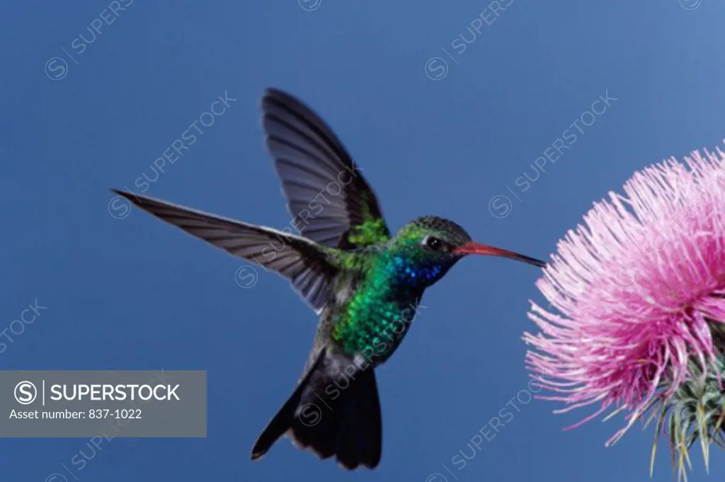 Broadbilled Hummingbird Arizona USA  