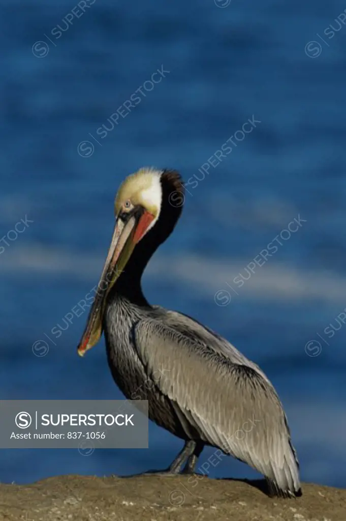Brown Pelican California USA  