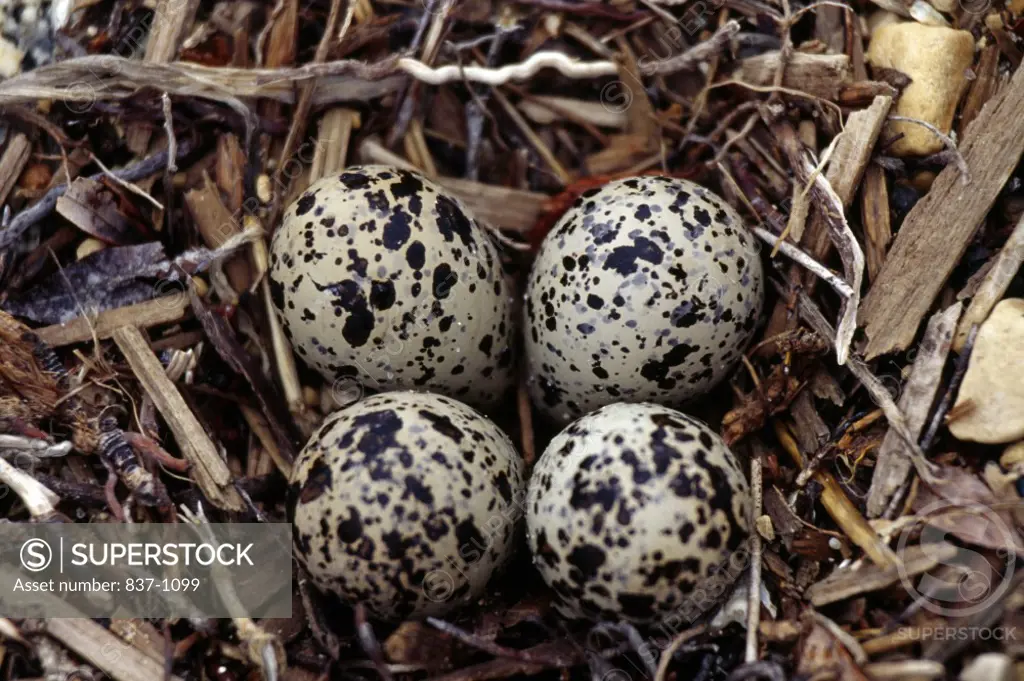 Semipalmated Plover Eggs