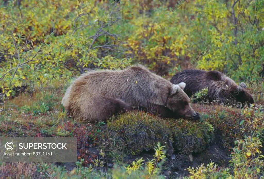 Brown Bears Denali National Park Alaska USA