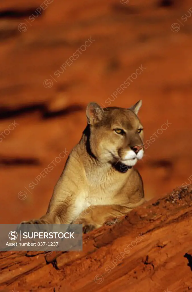 Cougar    
