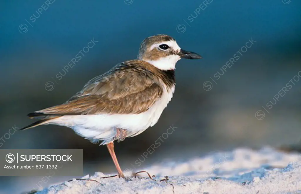 Close-up of Wilson's Plover