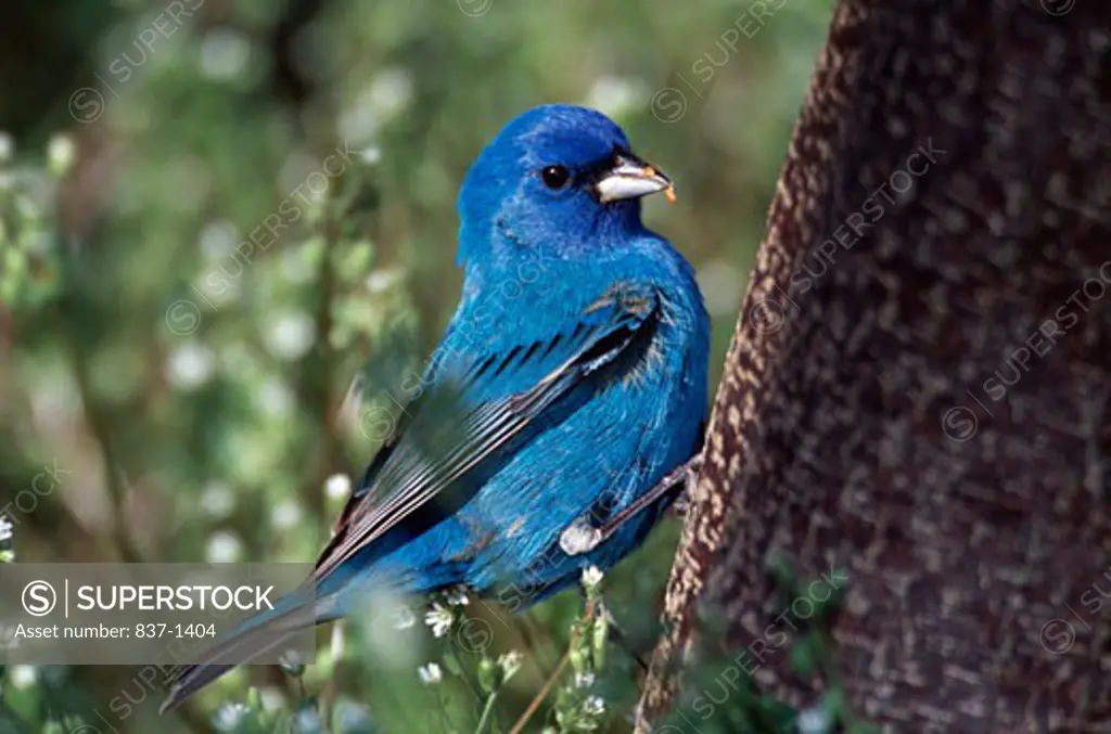 Male Indigo Bunting