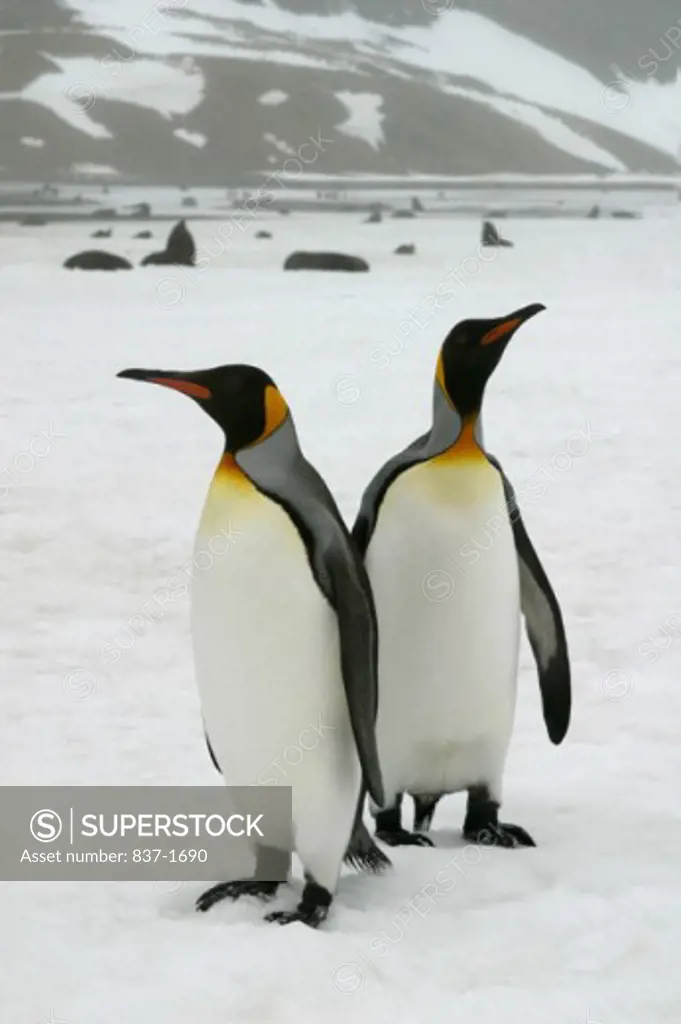 King Penguins    