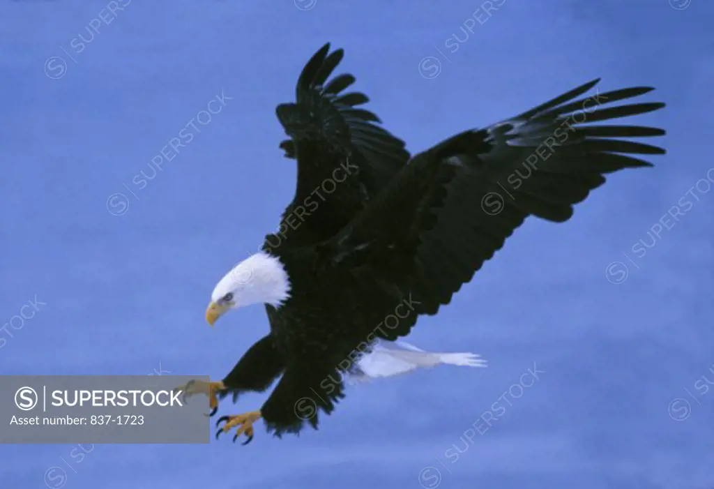 Eagle    