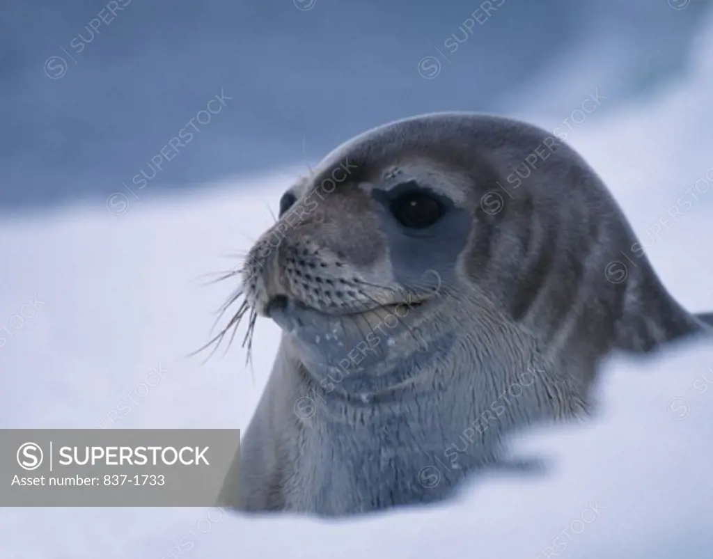 Elephant Seal    