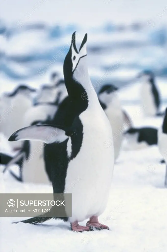 Chinstrap Penguins    
