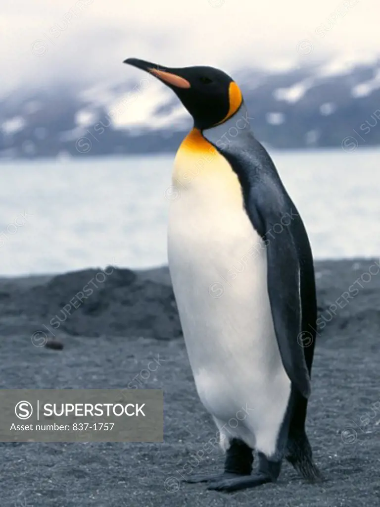 King Penguin    