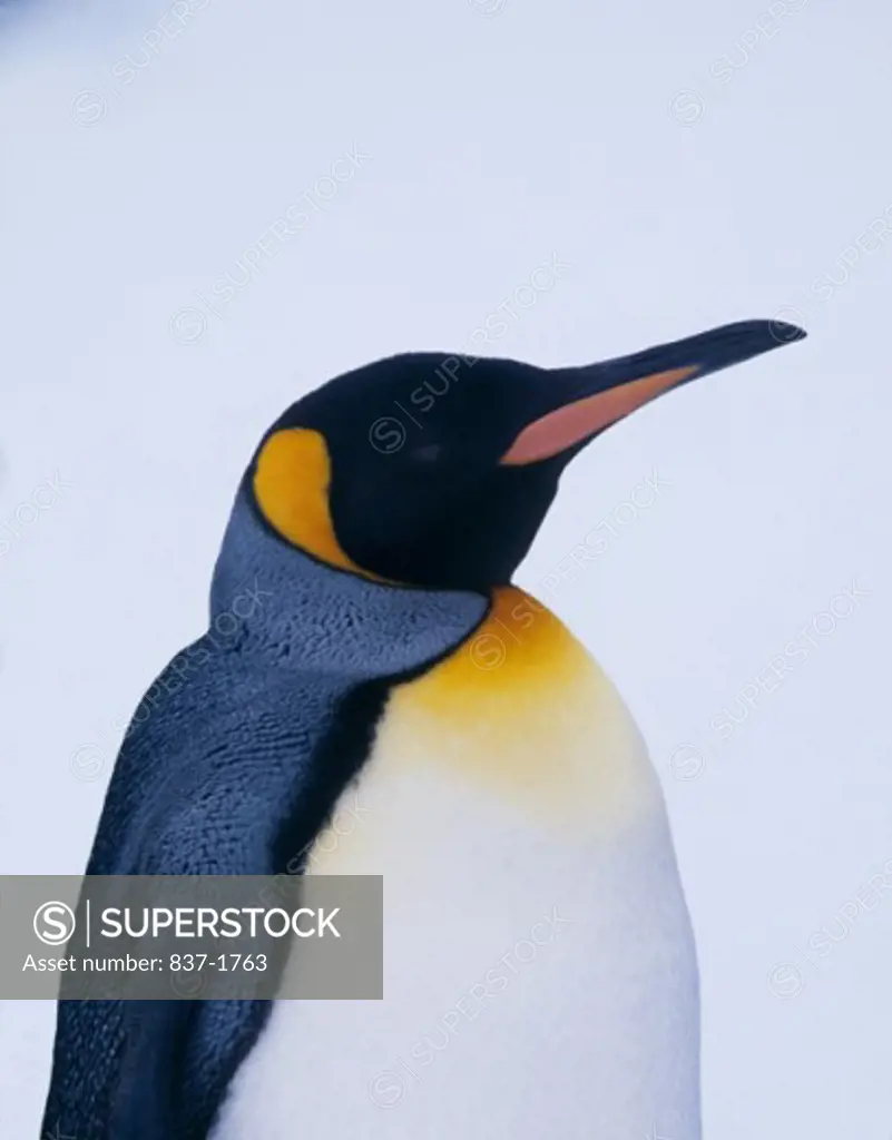 King Penguin    