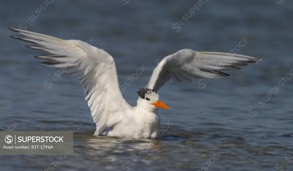 Royal Tern    