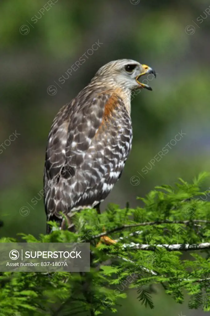 Red-shouldered Hawk    