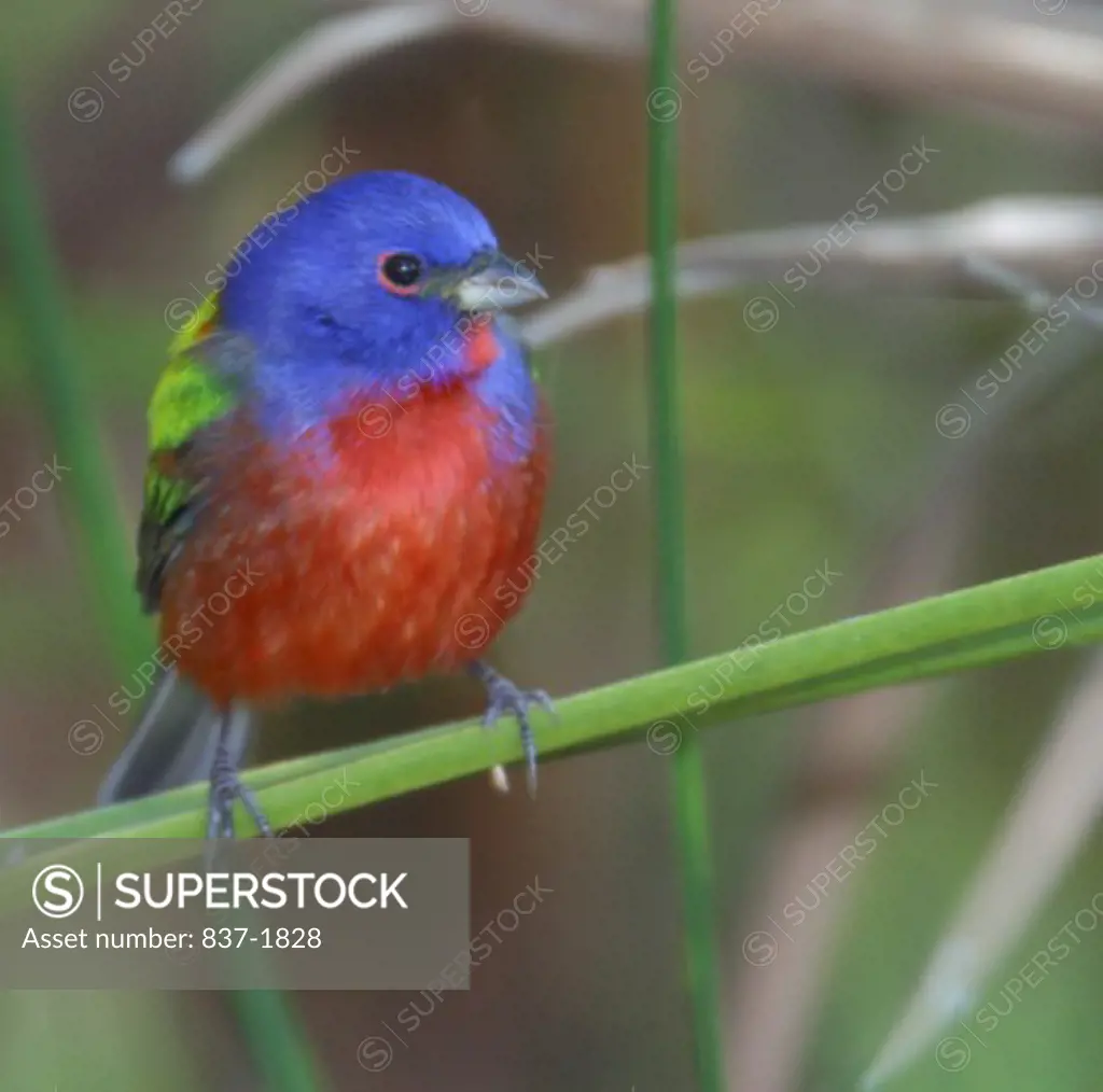 Painted Bunting    