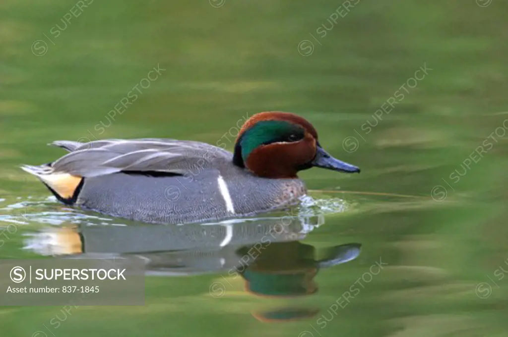 Green-winged Teal    