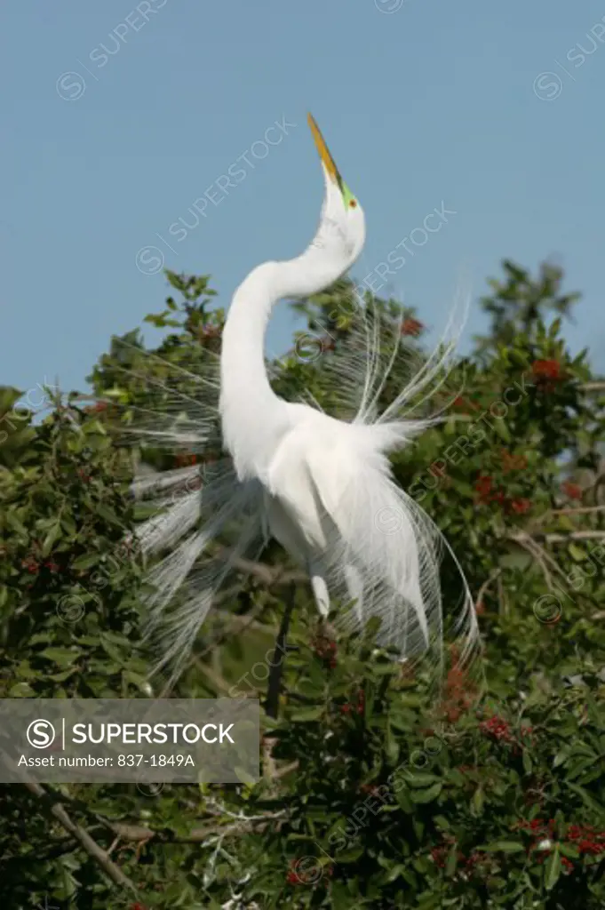 Great Egret    