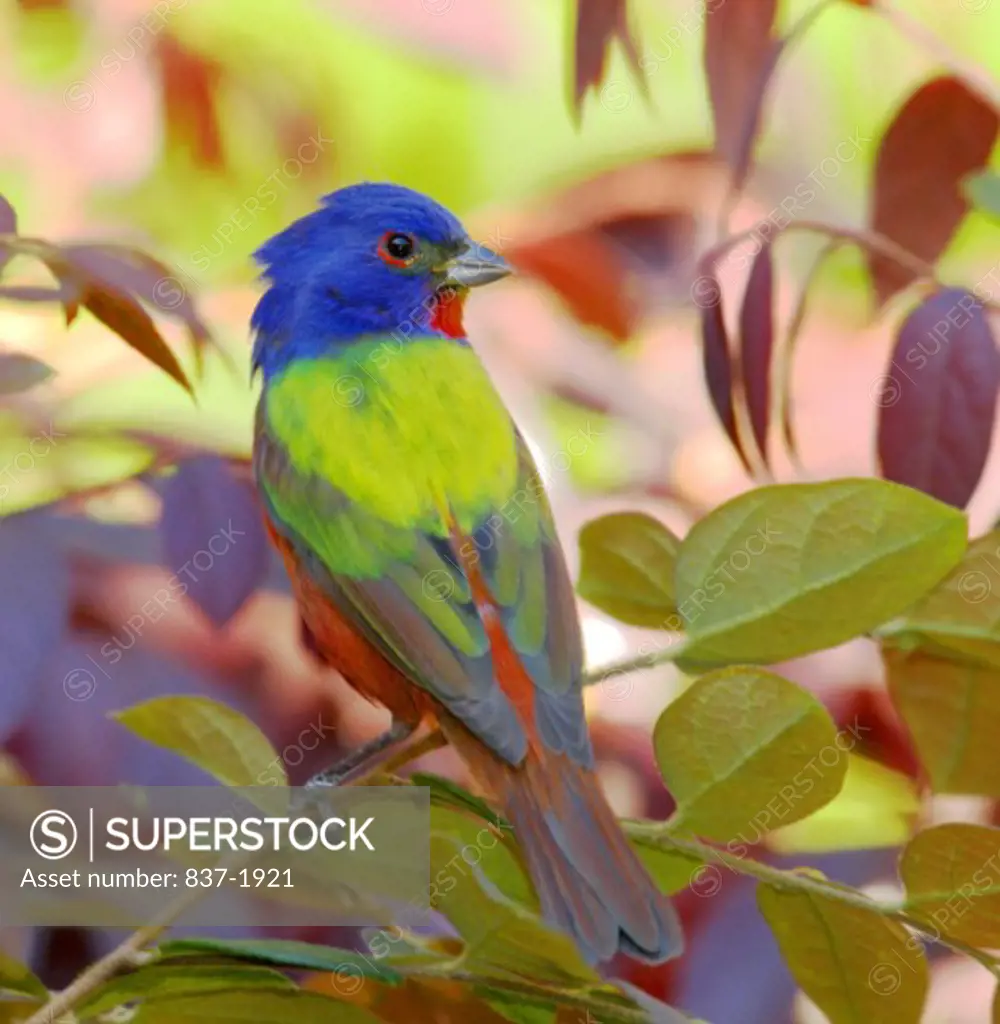 Male Painted Bunting    