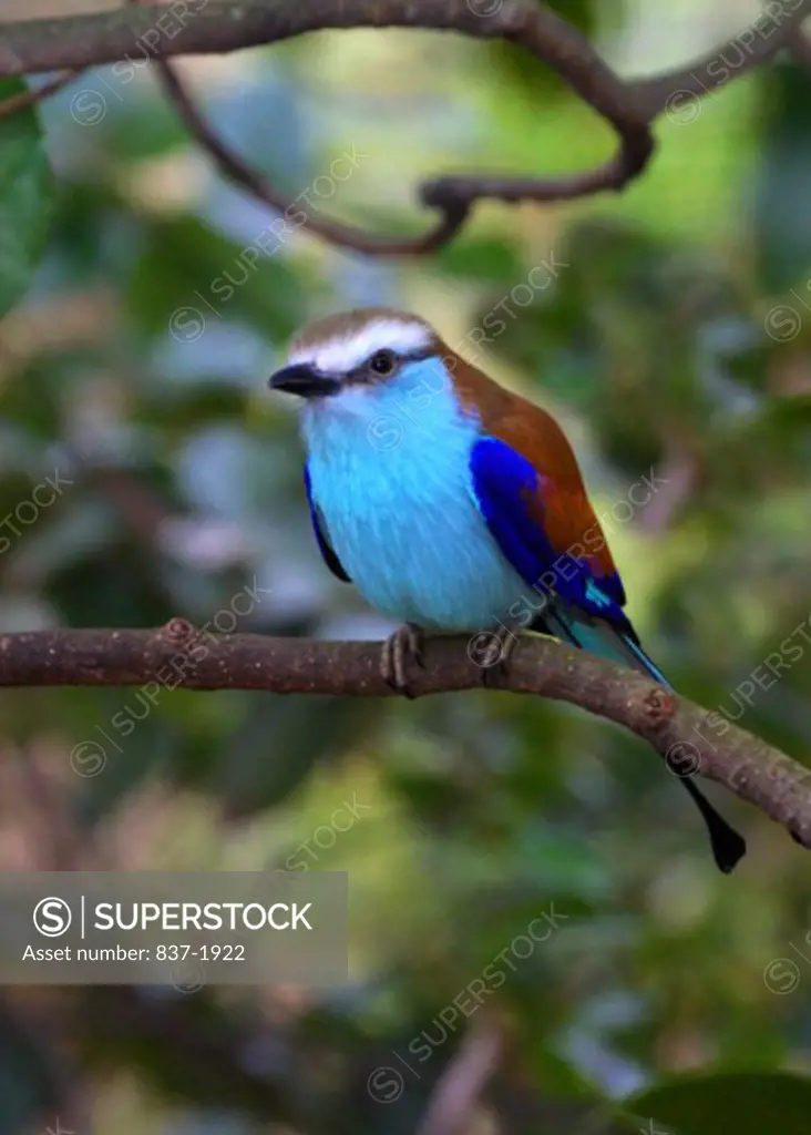 Racquet-tailed Roller    