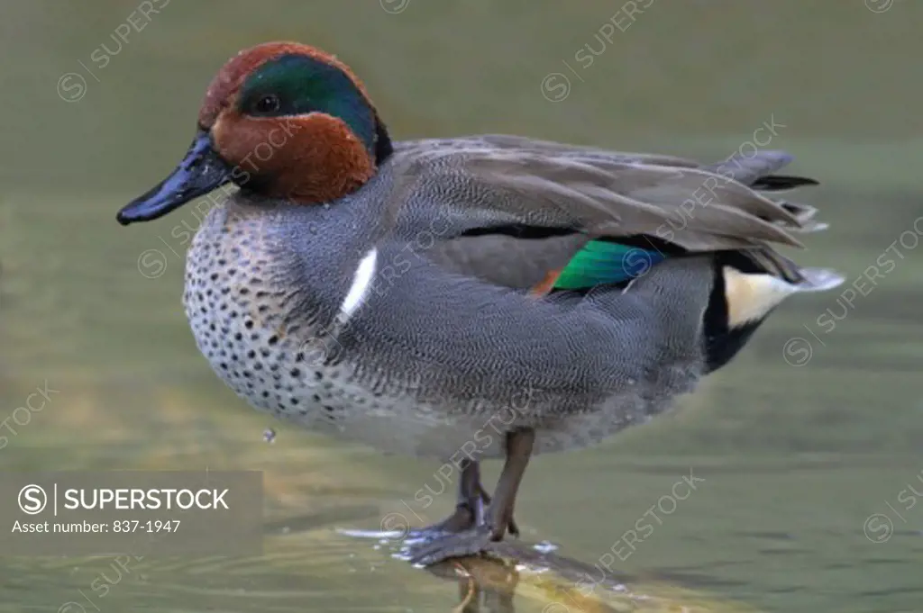 Side profile of a male Green-winged Teal standing in water (Anas crecca)