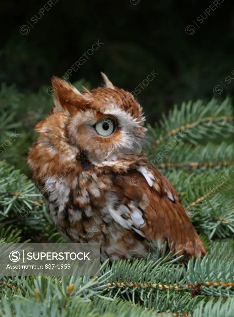 Reddish Variant Screech Owl