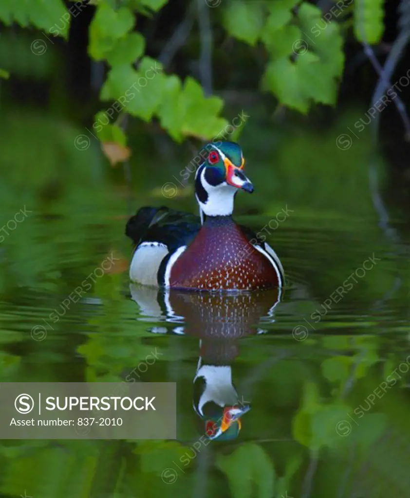 Close-up of a male Wood Duck in water