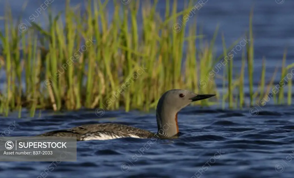 Side profile of a Red-Throated Loon in water