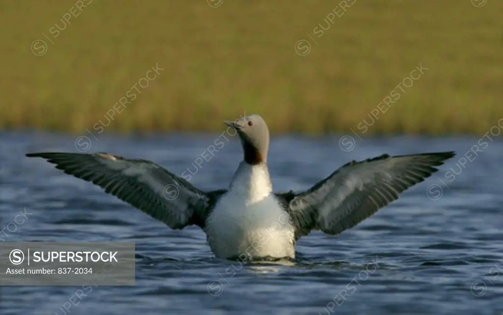 View of a Red-Throated Loon with wings open