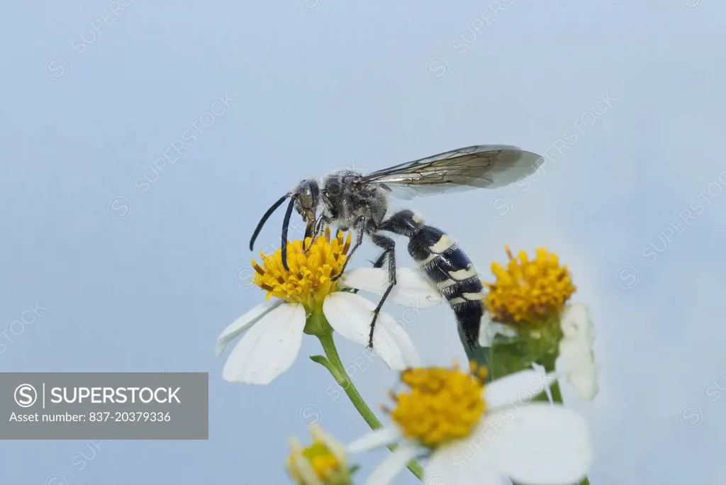 A  Campsomeris wasp nectaring on a flower with a sky background