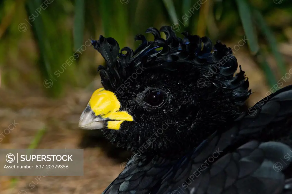 A portrait of a male  Great Curassow