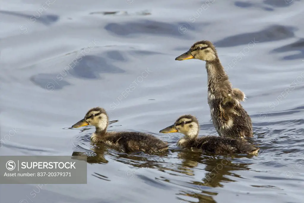 three Mallard Ducklings swimming in blue lake water with the last one caught as he is flapping