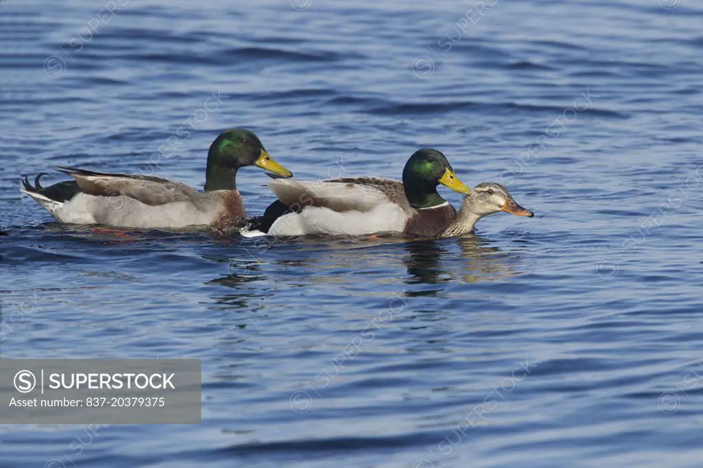 Mallard Ducks mating while another male is waiting to mate