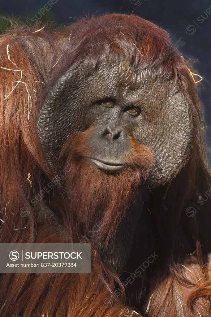 A portrait of a male orangutang(captive)