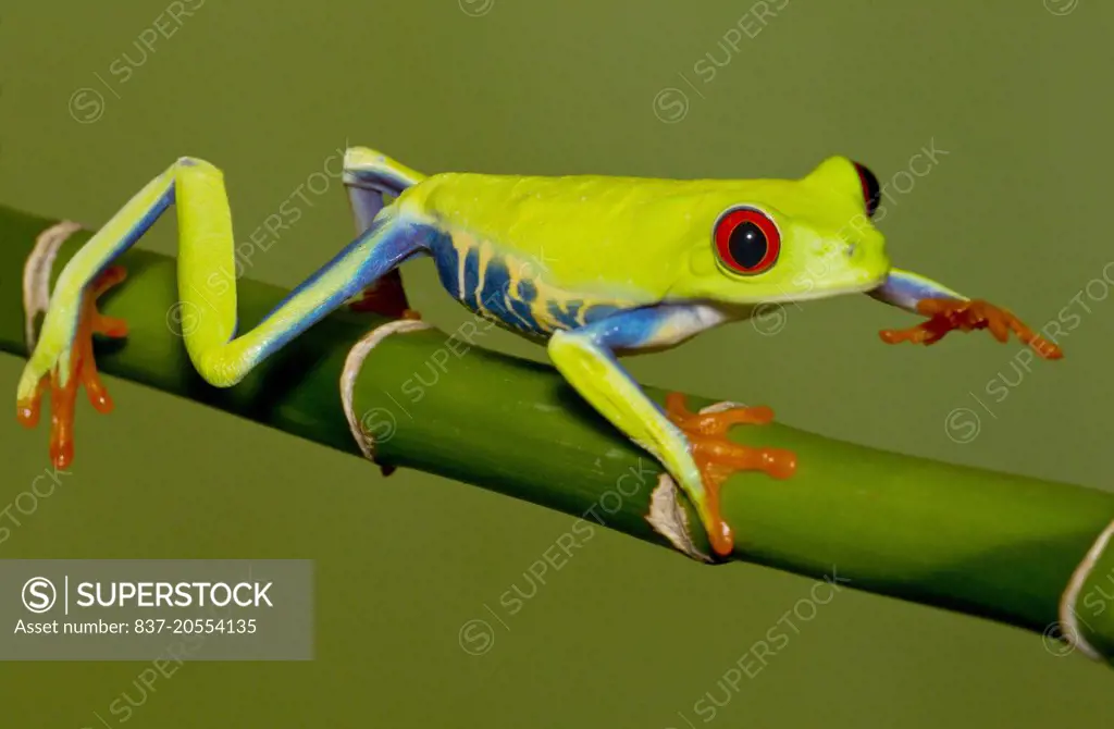 A Red-eyed tree frog walking on a bamboo stem - SuperStock