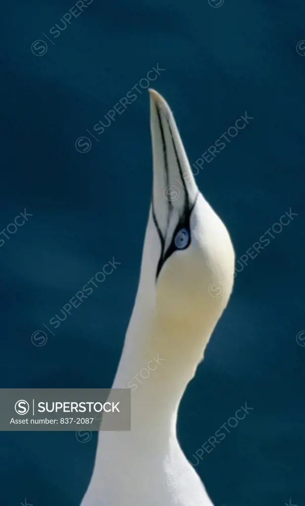 Gannet