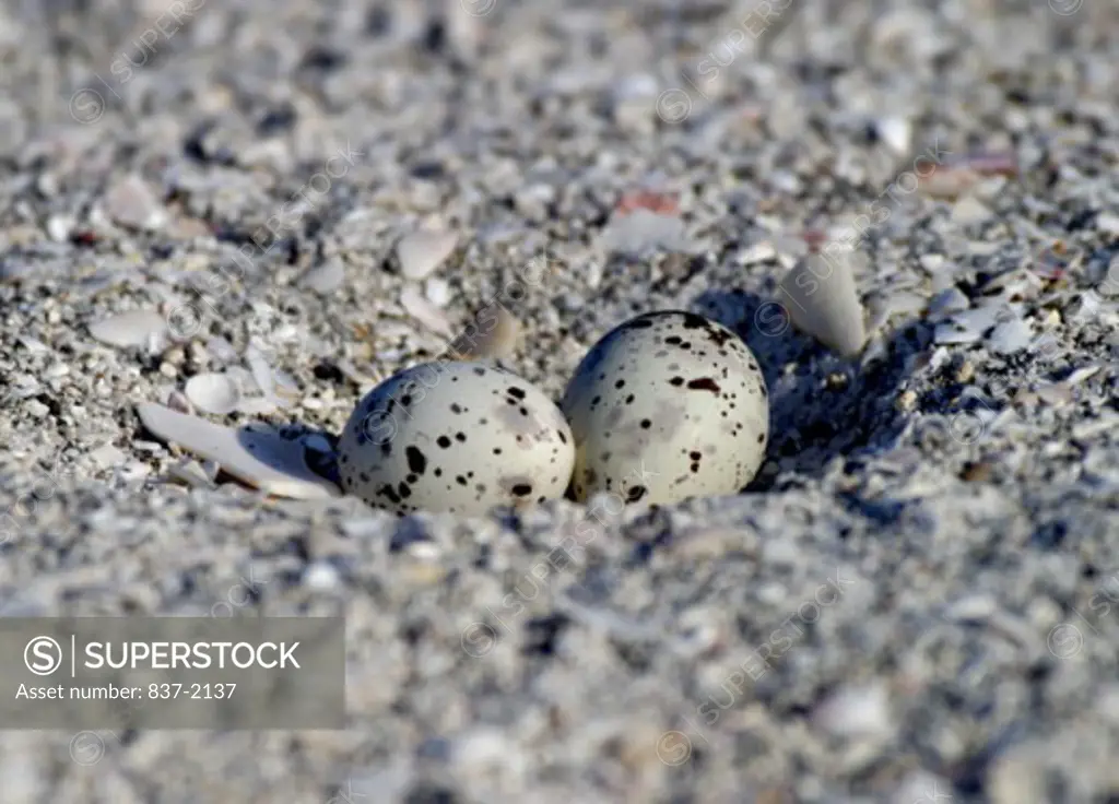 Black Skimmer Eggs