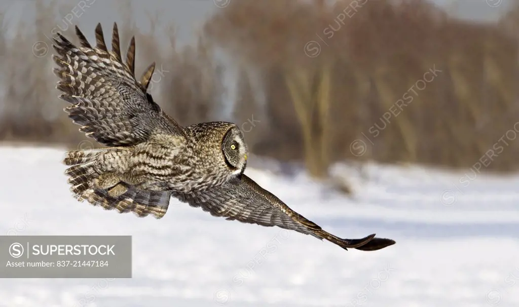 great gray owl flying with an out of focus tree background