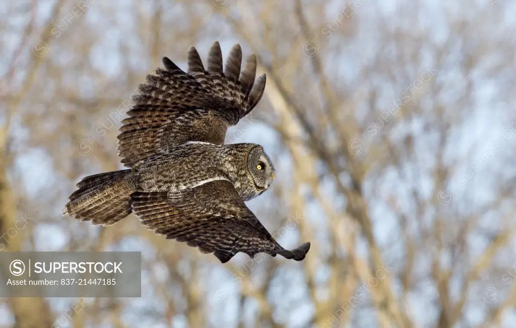 great gray owl flyin gwith an out of focus tree background