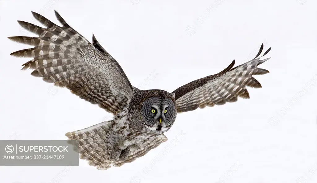 Great Gray Owl,in flight with a snow background,Strix nebulosa