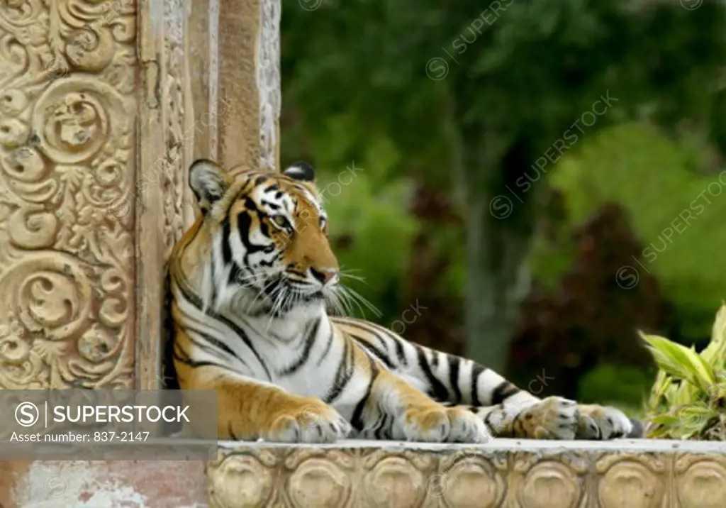 View of captive tiger lying down