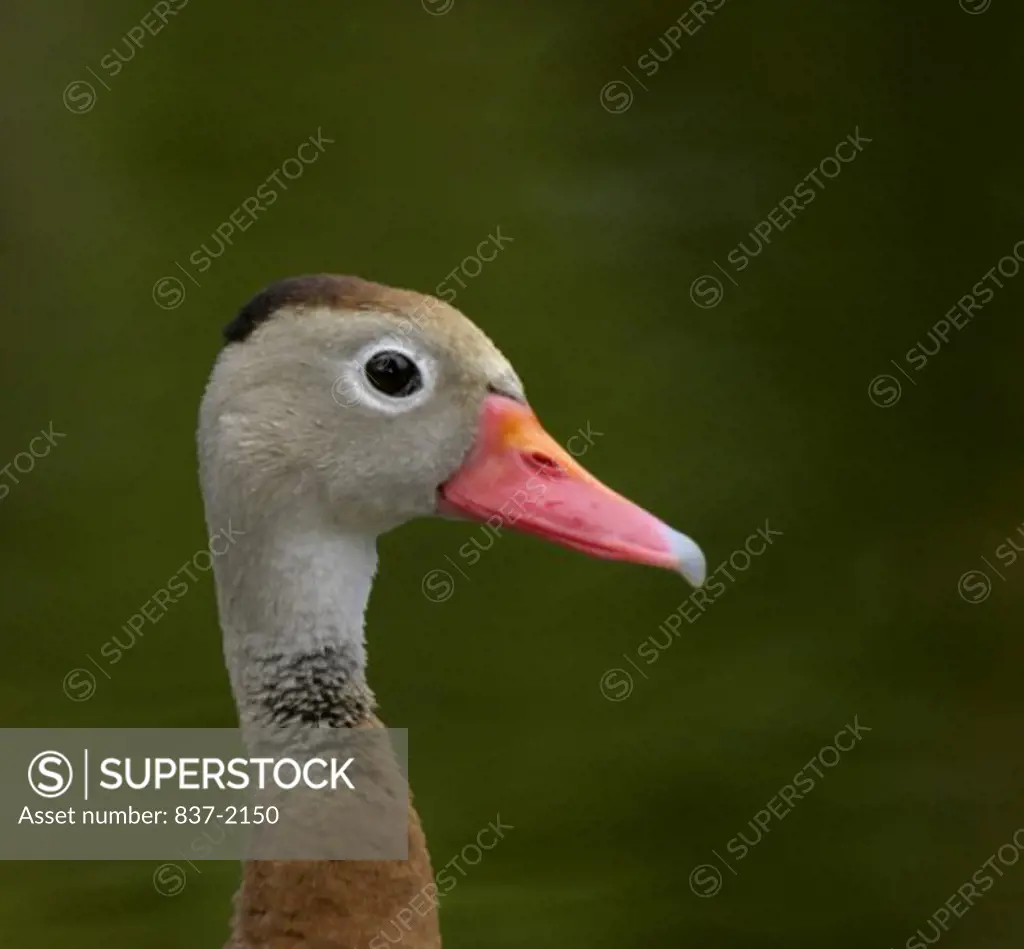 Close-up of a Black-bellied Whistling Duck (Dendrocygna autumnalis)