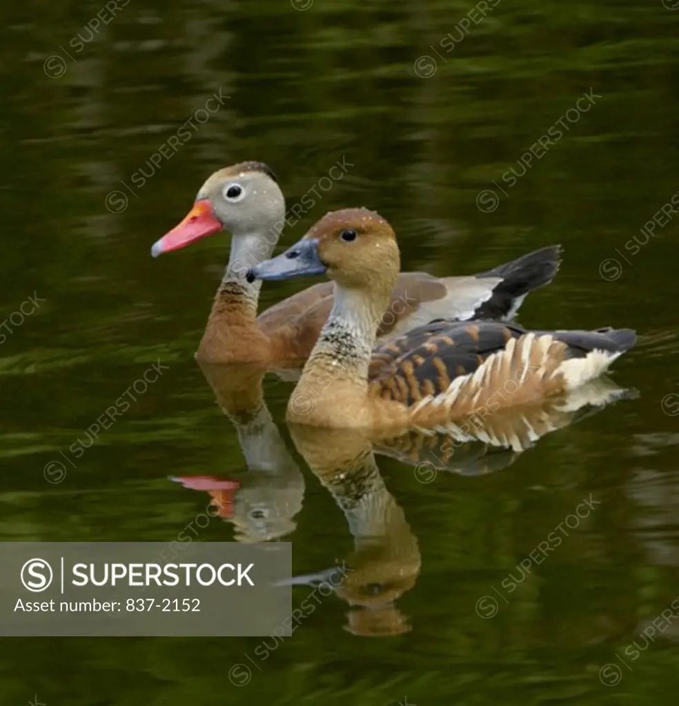 Side profile of two Black-bellied Whistling Ducks swimming in water (Dendrocygna autumnalis)