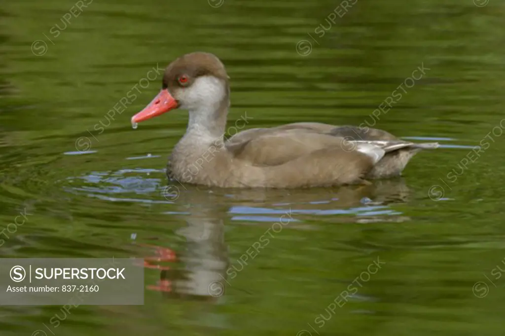 Side profile of a female Red-crested Pochard swimming in water (Netta rufina)