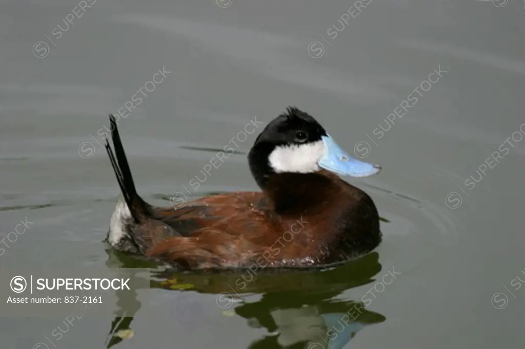 Side profile of a Ruddy Duck swimming in water (Oxyura jamaicensis)