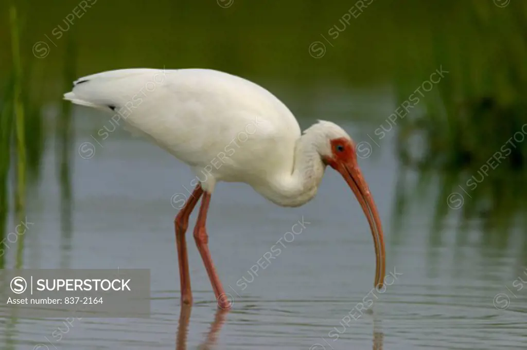 Close-up of a White Ibis wading in water (Eudocimus albus)