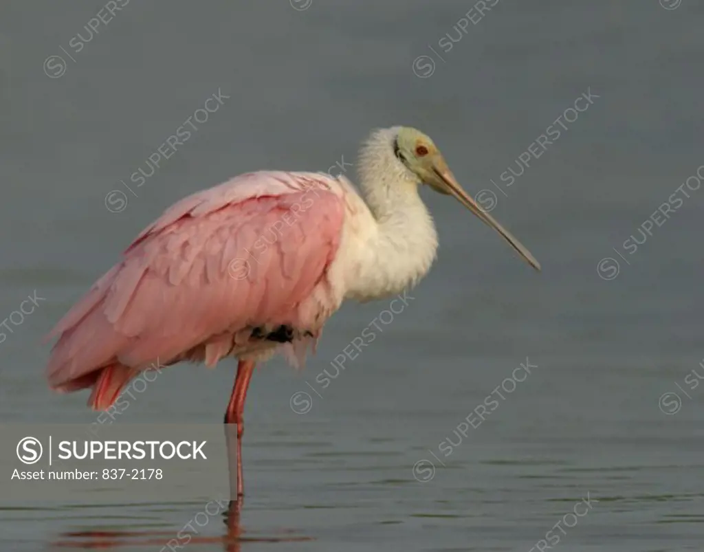 Close-up of a Roseate Spoonbill standing on one leg (Ajaia ajaja)