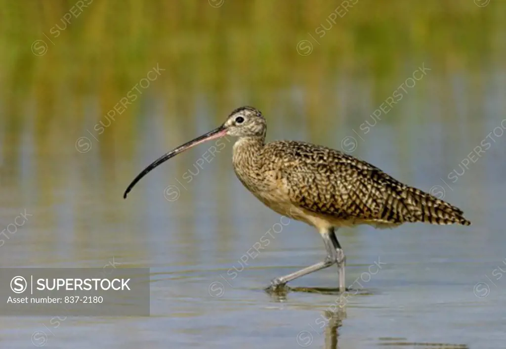 Close-up of a Long-billed Curlew wading in water (Numenius americanus)