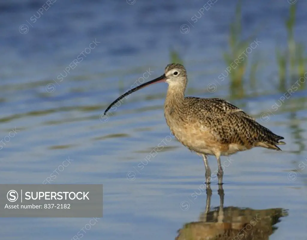 Reflection of a Long-billed Curlew in water (Numenius americanus)